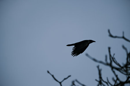 A black crow flying in the blue sky with bare branches in the background