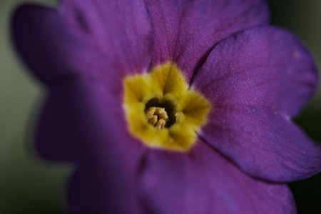 Purple primrose flower close up macro shot with shallow depth of fieldの写真素材