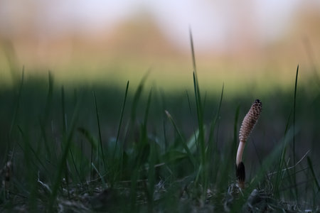 Horsetail (Equisetum arvense) in the grassの写真素材