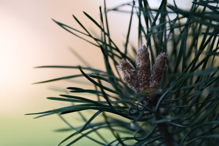 Pine tree branch with needles and cones. Selective focus.の写真素材