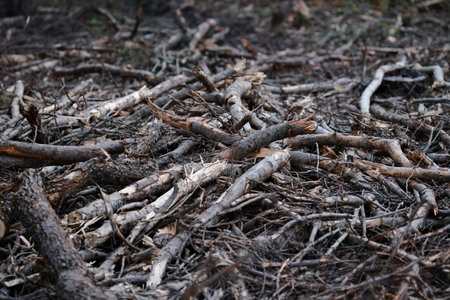 Pile of dry twigs in the forest. Close-up.の写真素材
