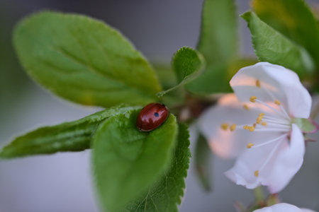 Ladybug on a twig of a blossoming cherry tree.の写真素材
