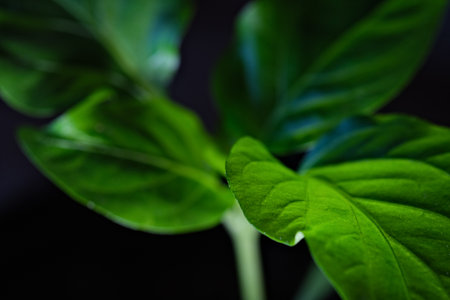 Close up of fresh green pepper leaves on black background. Selective focus.