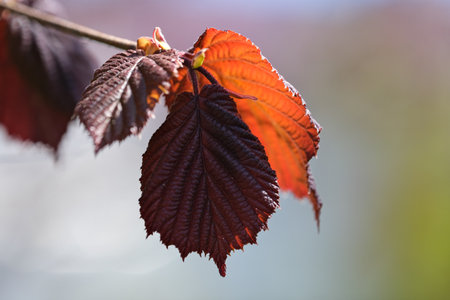 purple hazelnut leaves on a branch in the garden.