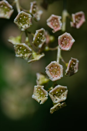 Macro shot of small pink flower buds with dew drops.の写真素材