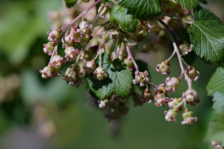 Flowers of a red currant (Ribes rubrum)