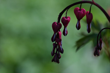 Flowers of bleeding heart (Dicentra spectabilis)の写真素材