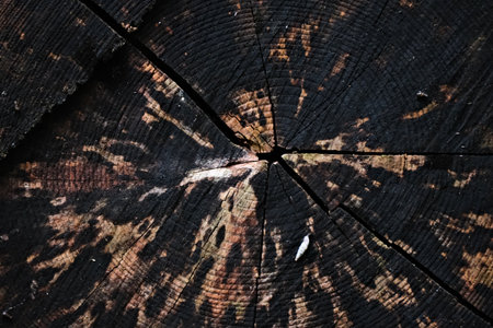 Old wood texture. Abstract background for design with rings and cracks.