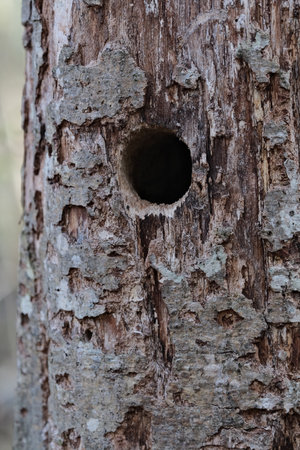 Close up view of a nest on a tree in the forest.の写真素材