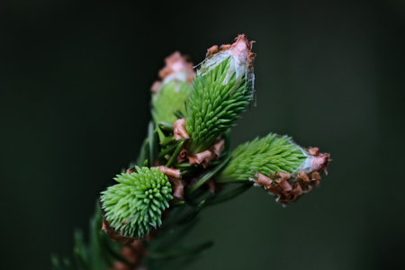 Fir tree branch with young buds. Close up.