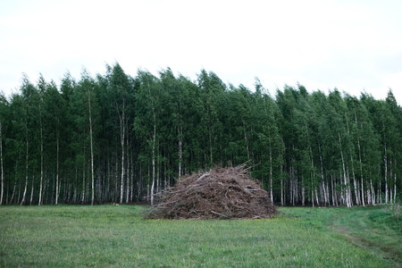 birch forest in the spring, birch grove in the spring