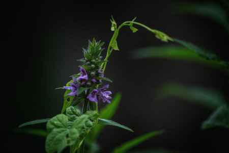 Purple flower on a dark background. Shallow depth of field.の写真素材