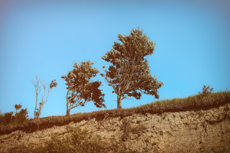 trees on a hillside with blue sky background.の写真素材