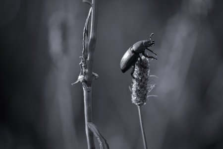 Black and white image of a beetle on a blade of grass.の写真素材