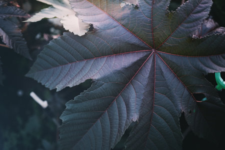 Closeup of a leaf of a castor oil plantの写真素材