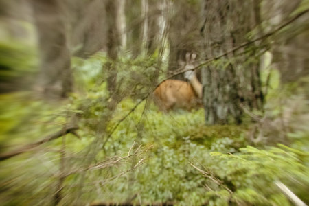 Blurred background of a deer in the forest. Motion blur.の写真素材