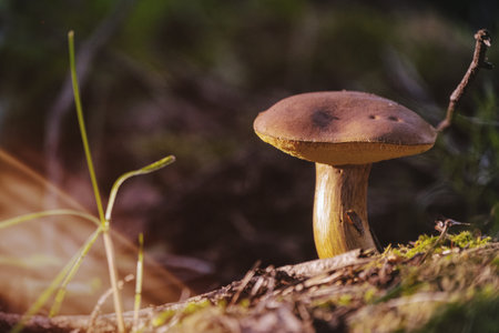 Boletus badius mushroom growing in the forest, close upの写真素材
