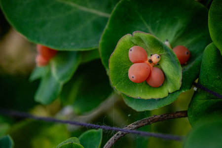 Close up of red fruits on green leaf. Selective focus.の写真素材