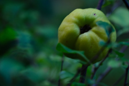 Quince fruit on a branch in the garden. Selective focus.の写真素材