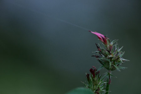 Close-up of a red flower with a spider web on it