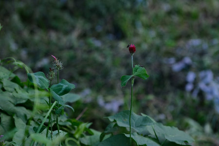 Red flower in the forest, selective focus,の写真素材