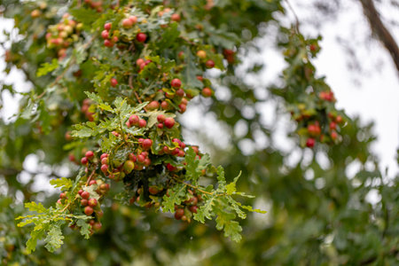 Galls on an oak leave, caused by gall-wasp. Oak apples are caused by chemicals injected by the larva...