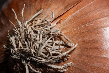 Close up of a dried onion. Shallow depth of field.の写真素材