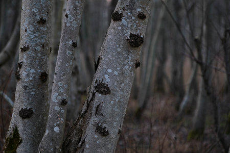 Bare tree trunks in the forest. Spring forest background. young ash tree trunks in the forest in...