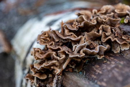 Mushrooms growing on a fallen birch trunk in the forest. Stereum hirsutumの写真素材