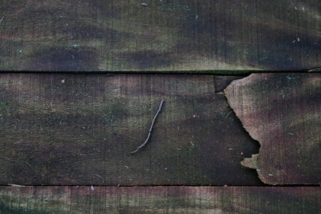 Wooden planks with moss and lichen. Natural background.の写真素材