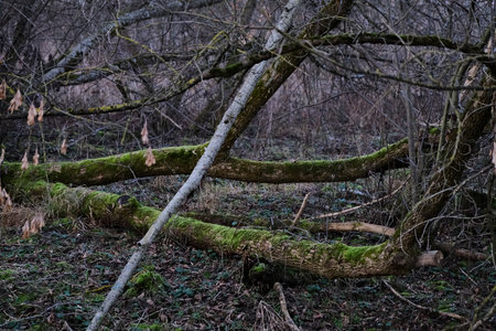 Fallen trees in the forest with moss on the ground and broken branches