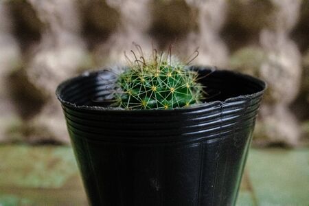 Cactus on a Photoshootの写真素材