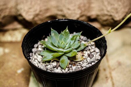 Succulent on a Photoshootの写真素材
