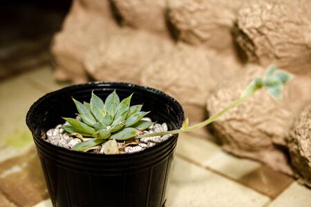 Succulent on a Photoshootの写真素材
