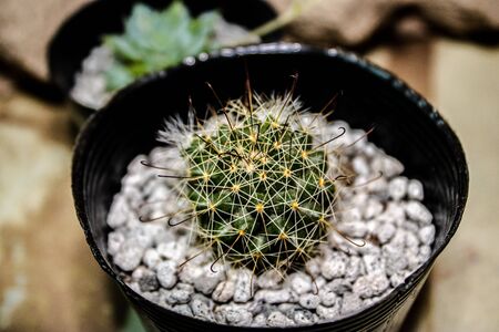 Cactus on a Photoshootの写真素材