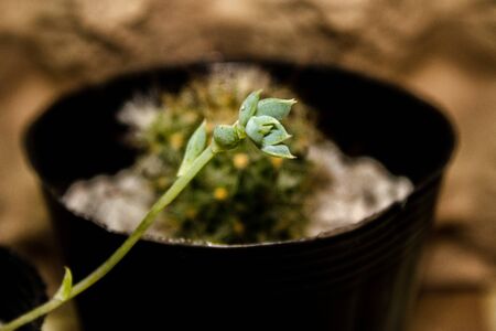 Cactus on a Photoshootの写真素材