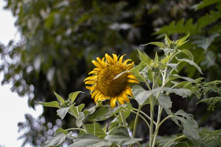 Sunflower on a Summer Dayの写真素材