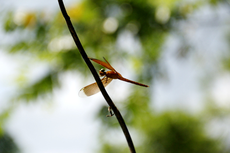 dragon flyの写真素材