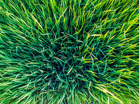 rice crops