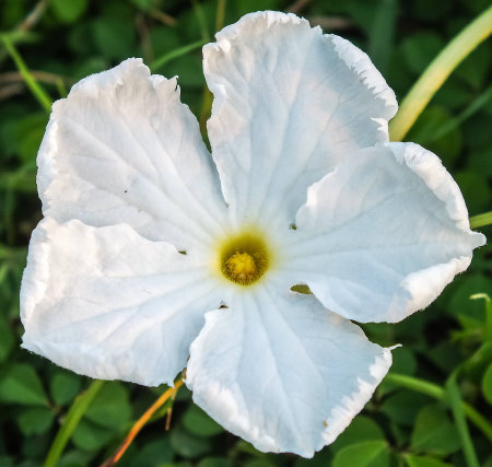full bloom Thai white morning glory flowerの写真素材