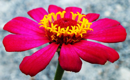 close up red flower