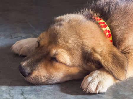 sleeping puppy on concrete floorの写真素材