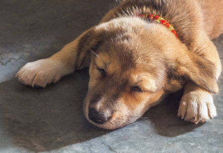 sleeping puppy on concrete floorの写真素材