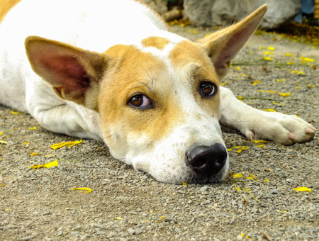 a face of thai dogの写真素材