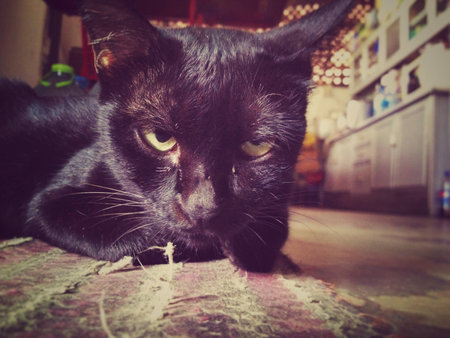 Thai black catの素材