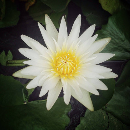 Blooming lotusの素材