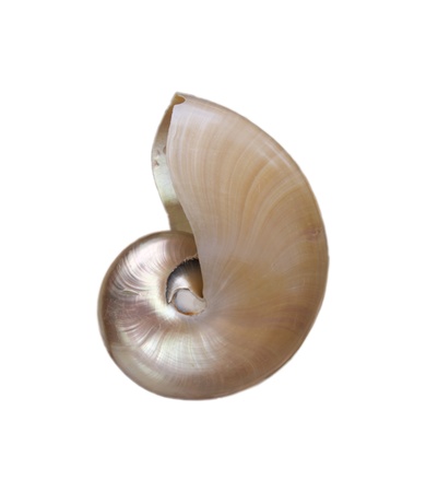 nautilius shell pearlescent isolatedの写真素材