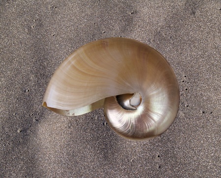 nautilus shell over natural black sandの写真素材