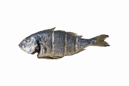 gilthead isolated