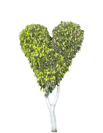 heart treeの写真素材